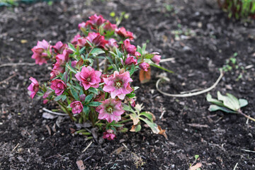 Red hellebore flowers (helleborus orientalis) in the garden.