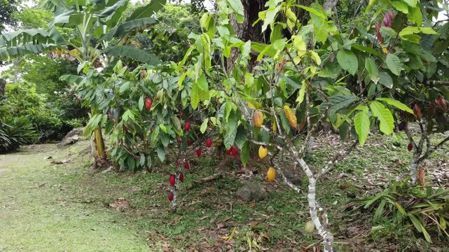 Planta&ccedil;&atilde;o de cacau em Ilh&eacute;us Bahia