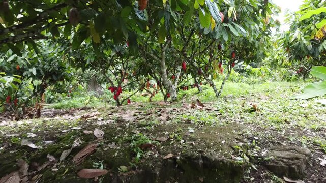Planta&ccedil;&atilde;o de cacau em Ilh&eacute;us Bahia