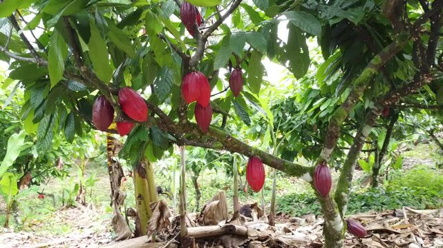 Planta&ccedil;&atilde;o de cacau em Ilh&eacute;us Bahia