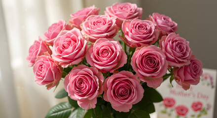 Pink roses 