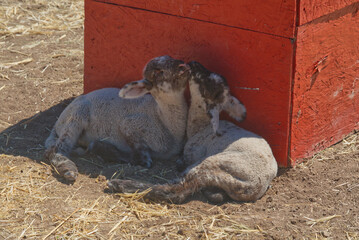 Sheep resting on the farm