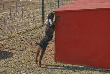 Goat stretching on the farm