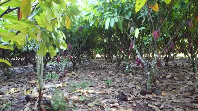 Planta&ccedil;&atilde;o de cacau em Rond&ocirc;nia, Brasil