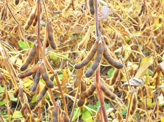 Soybeans ripen on the farmer's field
