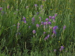 Wildflowers bloom in a lush green meadow during springtime, showcasing vibrant purple and yellow flowers under bright sunlight in a serene landscape