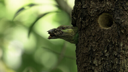 Green-eared Barbet (Psilopogon faiostrictus) took the poop of the baby  out of the nest at khaoyai national park in Thailand
