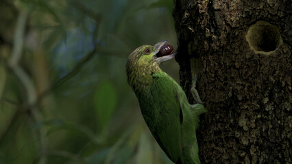 Green-eared Barbet (Psilopogon faiostrictus) flies into the nest and feeding a baby at khaoyai national park in Thailand