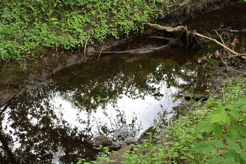 placid waters of shallow creek reflect trees and sky in forest in summer