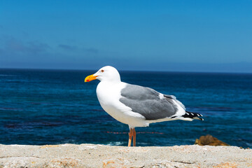 Close-up of a seagull resting on a ledge, its gray and white feathers contrasting with the vibrant blue ocean and horizon in the background