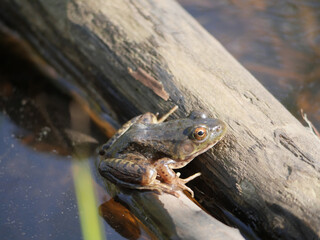 Oregon Spotted Frog at the Great Blue Heron Nature Reserve during a spring season in Chilliwack, British Columbia, Canada