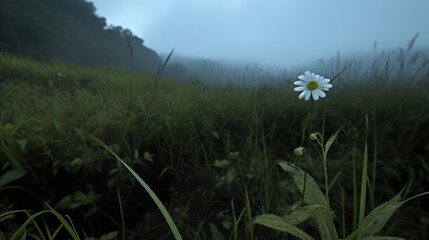 Obraz premium Delicate daisy blossom in foggy meadow emphasizing natures beauty and growth