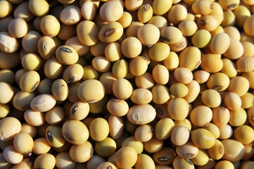 Soybean grain closeup