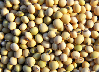 Soybean grain closeup