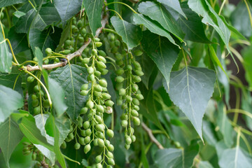 Ripen closed green catkins poplar hanging on branches close-up. Cottonwood tree seeds growth in row in green leaves. Populus deciduous fastgrowing trees of the salicaceae family.