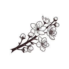 branch of cherry blossom