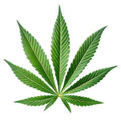 Single Green Cannabis Leaf with Serrated Edges on Black Background
