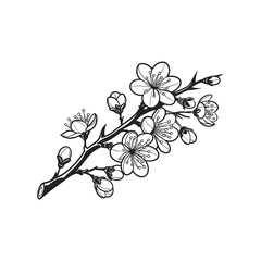 branch of cherry blossom