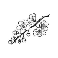branch of cherry blossom