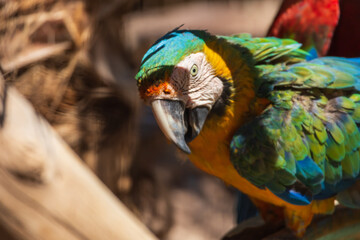 Beautiful large colorful macaw parrot in a large garden