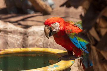 Beautiful large colorful macaw parrot in a large garden