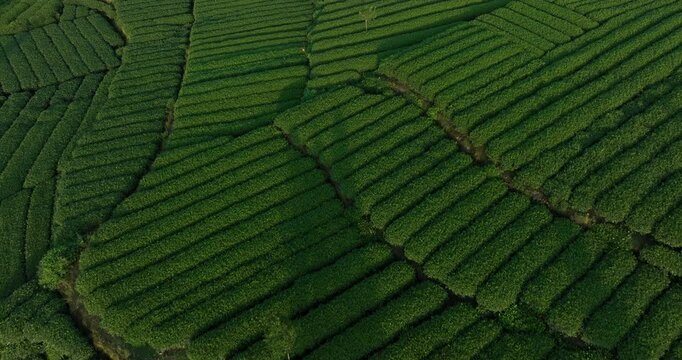 Aerial footage of tea farm landscape in China