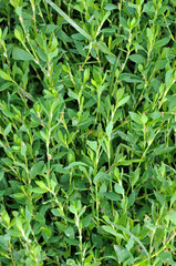 Fototapeta premium The grass Polygonum aviculare grows in nature