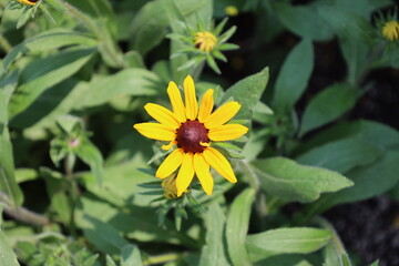 close-up macro single bright yellow blossom with many petals and large reddish brown center against dense green foliage