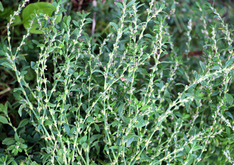 The grass Polygonum aviculare grows in nature
