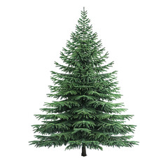 Fototapeta premium 3D Pine Tree Render – Isolated on Transparent Background