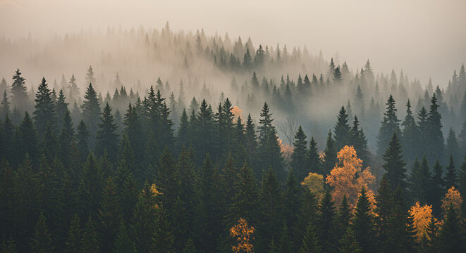 Foggy Forest Landscape with Autumn Color Trees