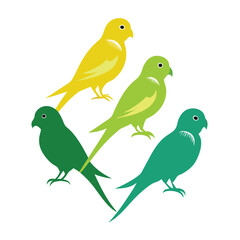  set of Parakeet birds  shilhotee vector with white background