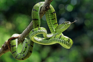 Trimeresurus sumatranus, pt viper snakes on the branch