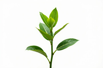 A vibrant young sprout reaching for the light, symbolizing growth and new beginnings against a bright white background.