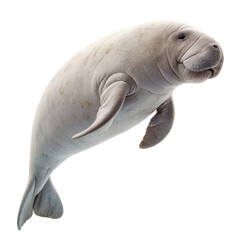 Fototapeta premium Dugong png sea cow png marine mammal png white background image