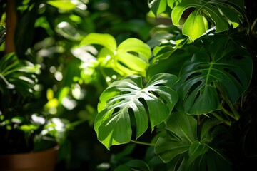 Lush green plant with distinct split leaves, bathed in dappled sunlight, thriving indoors
