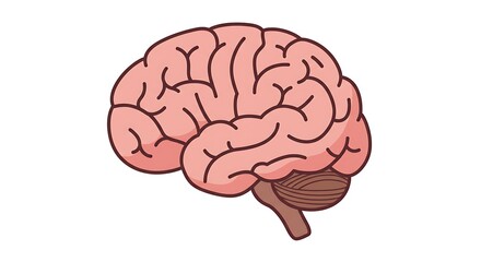 Studying Human Brain Anatomy Cartoon Illustration
