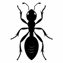 vector illustration of a spider