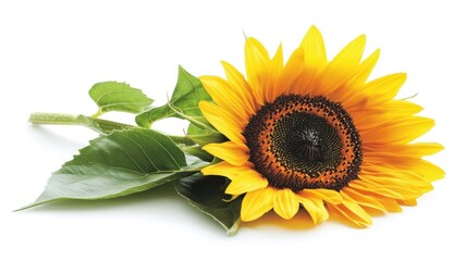 Obraz premium Vibrant sunflower with green leaves