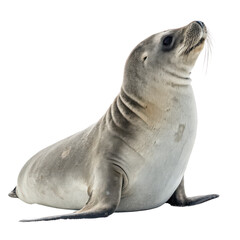 Elephant seal png marine animal png large seal png white background image