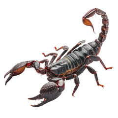Emperor scorpion png black scorpion png exotic insect png white background image