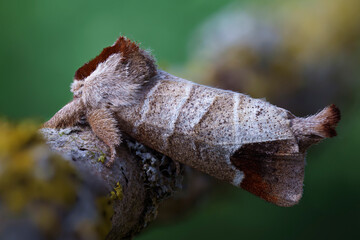 Erpelschwanz - Clostera curtula