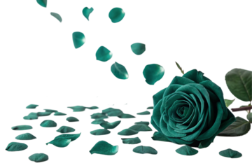 rose on white background,  green rose petals on transparent background