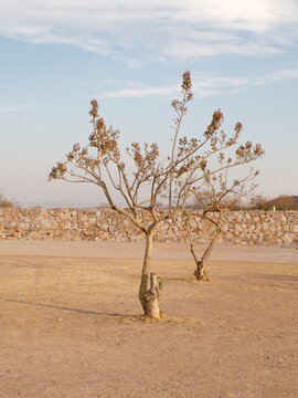 &Aacute;rbol en una hacienda