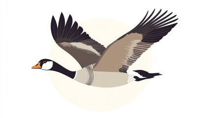 Obraz premium A Canada goose in flight