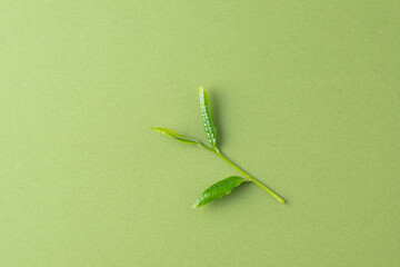 新茶　茶葉