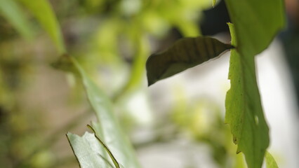 A cocoon hangs on a green leaf in a garden

