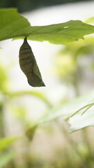 A cocoon hangs on a green leaf in a garden
