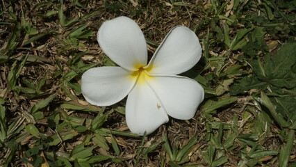 A flower with beautiful white petals and located on top of a green grassy garden
