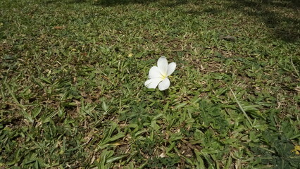 A flower with beautiful white petals and located on top of a green grassy garden

